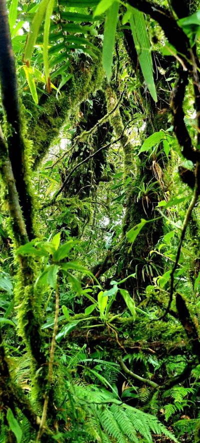 Costa Rica - Pura Vida ! — étape 4 : La Fortuna > Monteverde