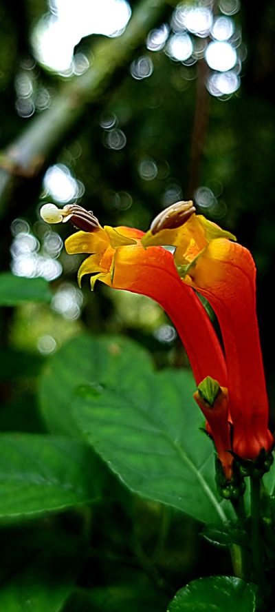 Costa Rica - Pura Vida ! — étape 4 : La Fortuna > Monteverde