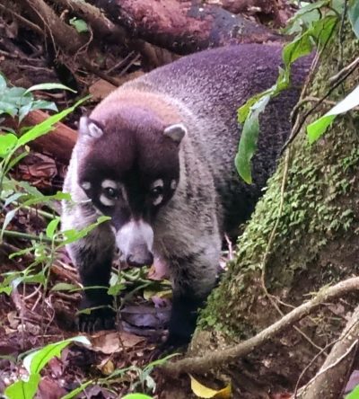 Costa Rica - Pura Vida ! — étape 4 : La Fortuna > Monteverde