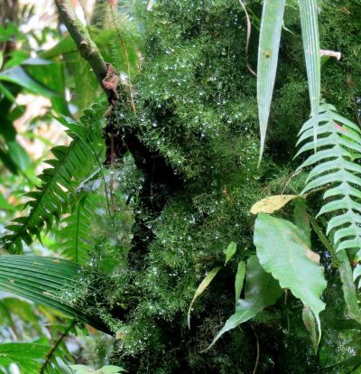 Costa Rica - Pura Vida ! — étape 4 : La Fortuna > Monteverde