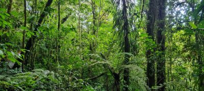 Costa Rica - Pura Vida ! — étape 4 : La Fortuna > Monteverde