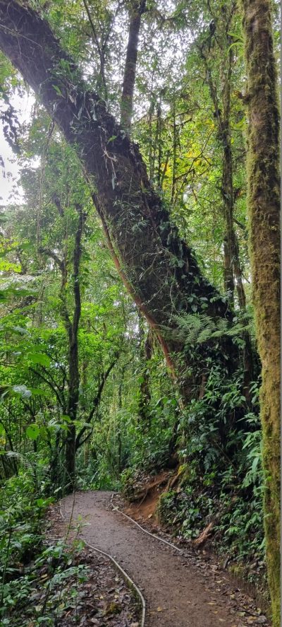 Costa Rica - Pura Vida ! — étape 4 : La Fortuna > Monteverde