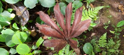 Costa Rica - Pura Vida ! — étape 4 : La Fortuna > Monteverde