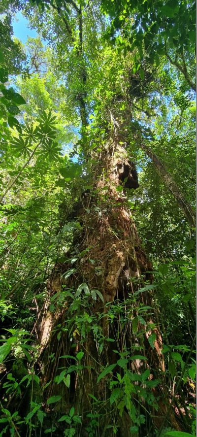 Costa Rica - Pura Vida ! — étape 4 : La Fortuna > Monteverde
