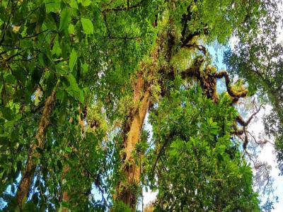 Costa Rica - Pura Vida ! – Étape 5 – Monteverde