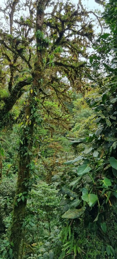 Costa Rica - Pura Vida ! — étape 5 : Monteverde