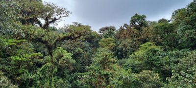 Costa Rica - Pura Vida ! — étape 5 : Monteverde