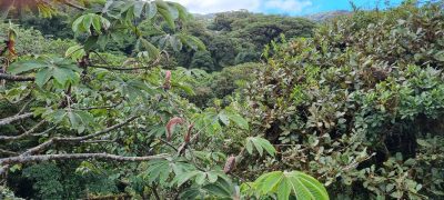 Costa Rica - Pura Vida ! — étape 5 : Monteverde