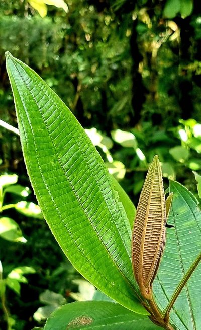 Costa Rica - Pura Vida ! — étape 5 : Monteverde