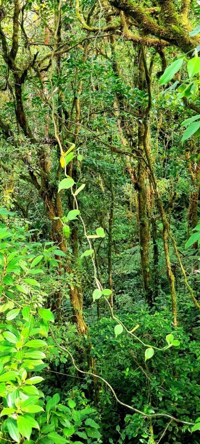 Costa Rica - Pura Vida ! — étape 5 : Monteverde