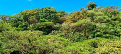 Costa Rica - Pura Vida ! — étape 5 : Monteverde