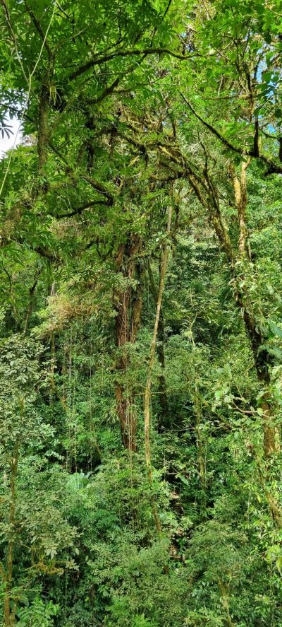 Costa Rica - Pura Vida ! — étape 5 : Monteverde