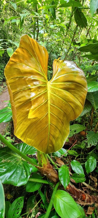 Costa Rica - Pura Vida ! — étape 5 : Monteverde