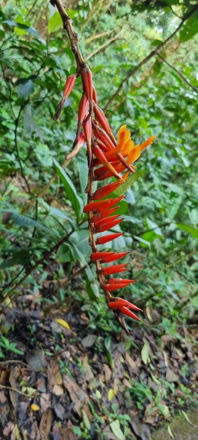 Costa Rica - Pura Vida ! — étape 5 : Monteverde