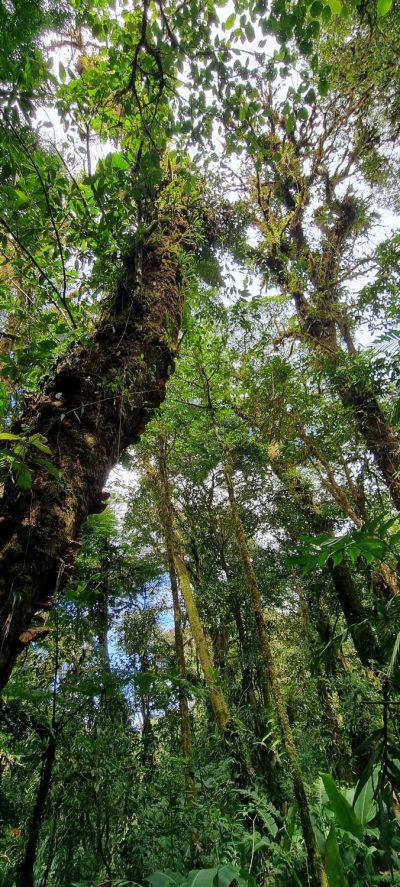 Costa Rica - Pura Vida ! — étape 5 : Monteverde