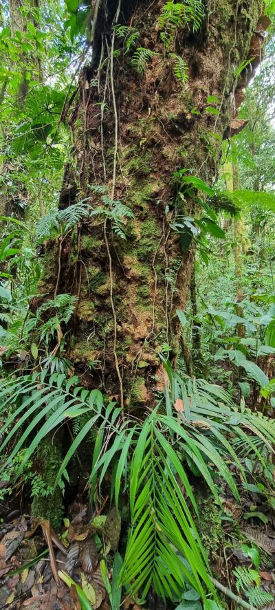 Costa Rica - Pura Vida ! — étape 5 : Monteverde