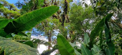 Costa Rica - Pura Vida ! — étape 5 : Monteverde