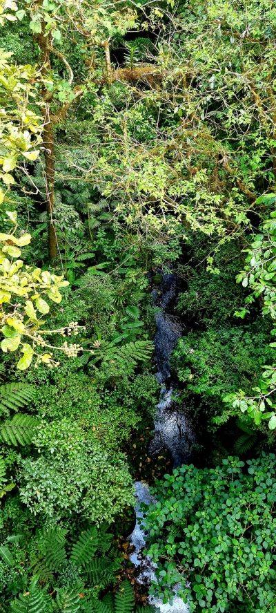 Costa Rica - Pura Vida ! — étape 5 : Monteverde