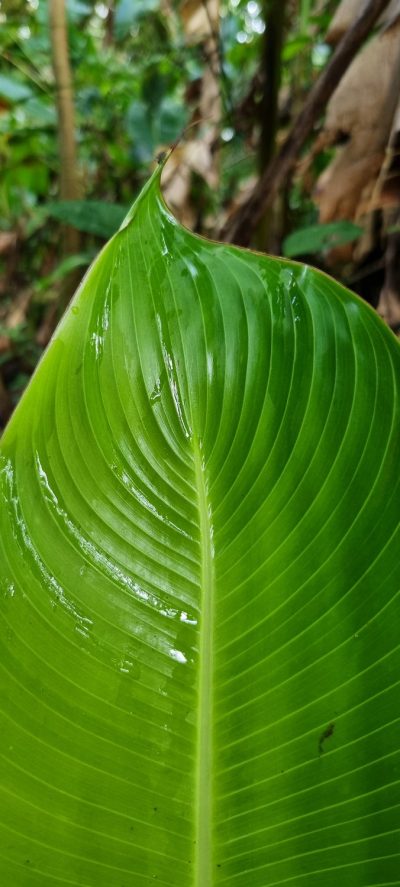 Costa Rica - Pura Vida ! — étape 5 : Monteverde