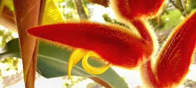 Costa Rica - Pura Vida ! — étape 6 : Monteverde > Colonia Blanca (Alajuela)