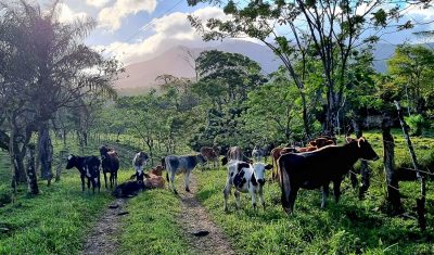 Costa Rica - Pura Vida ! — étape 6 : Monteverde > Colonia Blanca (Alajuela)