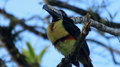 Costa Rica - Pura Vida ! — étape 6 : Monteverde > Colonia Blanca (Alajuela)