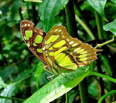 Costa Rica - Pura Vida ! — étape 6 : Monteverde > Colonia Blanca (Alajuela)