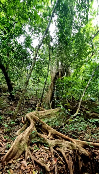 Costa Rica - Pura Vida ! — étape 6 : Monteverde > Colonia Blanca (Alajuela)