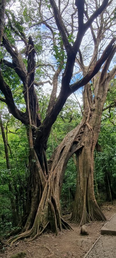 Costa Rica - Pura Vida ! — étape 6 : Monteverde > Colonia Blanca (Alajuela)