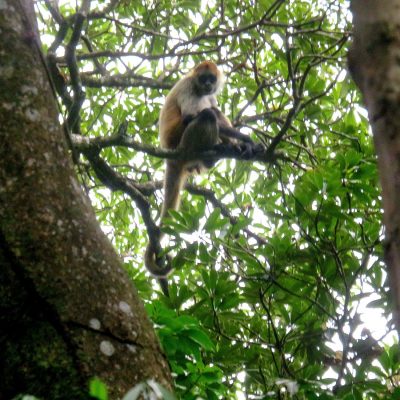 Costa Rica - Pura Vida ! — étape 6 : Monteverde > Colonia Blanca (Alajuela)