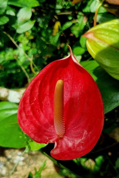 Costa Rica - Pura Vida ! — étape 6 : Monteverde > Colonia Blanca (Alajuela)