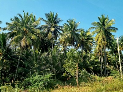 Inde - Sri Lanka — étape 10 : Trichy - Colombo