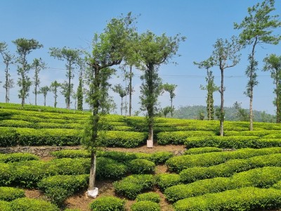 Inde - Sri Lanka — étape 10 : Trichy - Colombo