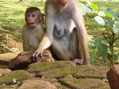Inde - Sri Lanka — étape 11 : Dambulla - Sigiriya