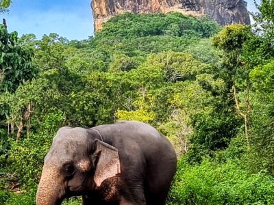 Inde - Sri Lanka — étape 11 : Dambulla - Sigiriya