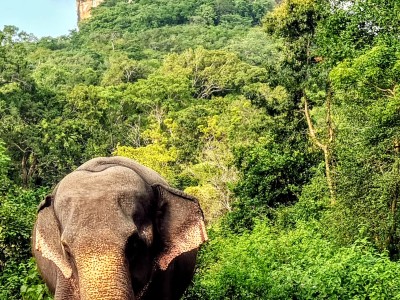 Inde - Sri Lanka — étape 11 : Dambulla - Sigiriya