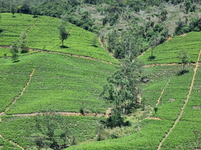 Inde - Sri Lanka — étape 13 : Ella