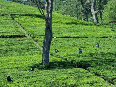 Inde - Sri Lanka — étape 13 : Ella
