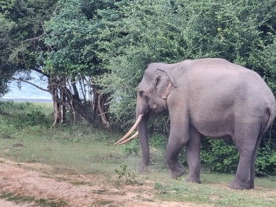 Inde - Sri Lanka — étape 14 : Arugam bay - Kumana parc