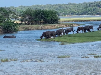 Inde - Sri Lanka — étape 14 : Arugam bay - Kumana parc