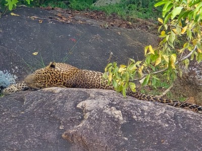 Inde - Sri Lanka — étape 14 : Arugam bay - Kumana parc