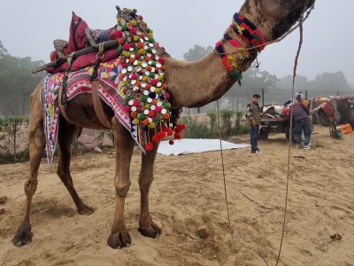 Inde - Sri Lanka — étape 4 : Bikaner