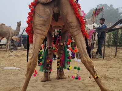 Inde - Sri Lanka — étape 4 : Bikaner