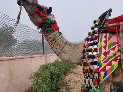 Inde - Sri Lanka — étape 4 : Bikaner