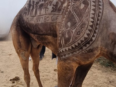 Inde - Sri Lanka — étape 4 : Bikaner