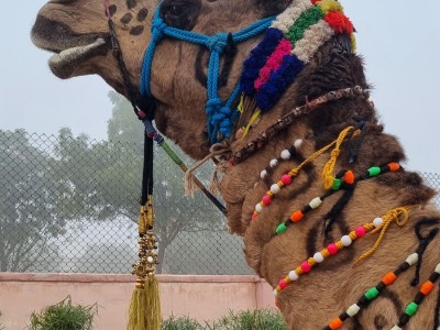 Inde - Sri Lanka — étape 4 : Bikaner