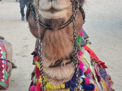 Inde - Sri Lanka — étape 4 : Bikaner