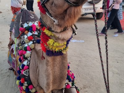 Inde - Sri Lanka — étape 4 : Bikaner