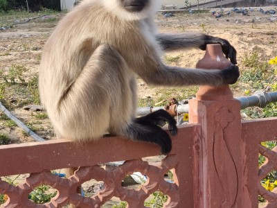 Inde - Sri Lanka — étape 6 : Monkey's temple - Abhaneri - Agra