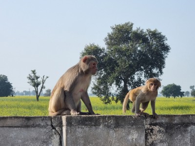 Inde - Sri Lanka — étape 6 : Monkey's temple - Abhaneri - Agra